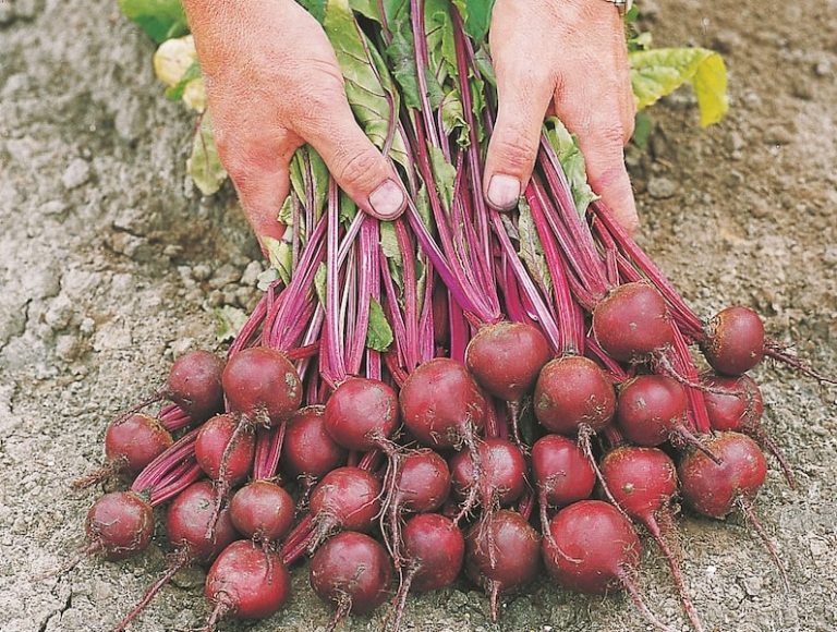 How to grow beetroot – Suttons Gardening Grow How