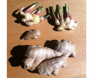 Fragrant Friday: Ginger Essential Oil Profile Spotlight (Zingiber officinale) Copy | Aromatic Wisdom Institute | Essential Oil Education | Aromatherapy Certification