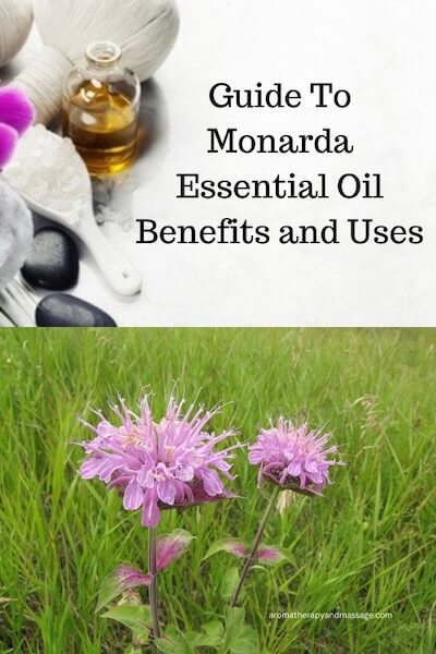 Monarda Essential Oil Benefits and Uses In Aromatherapy