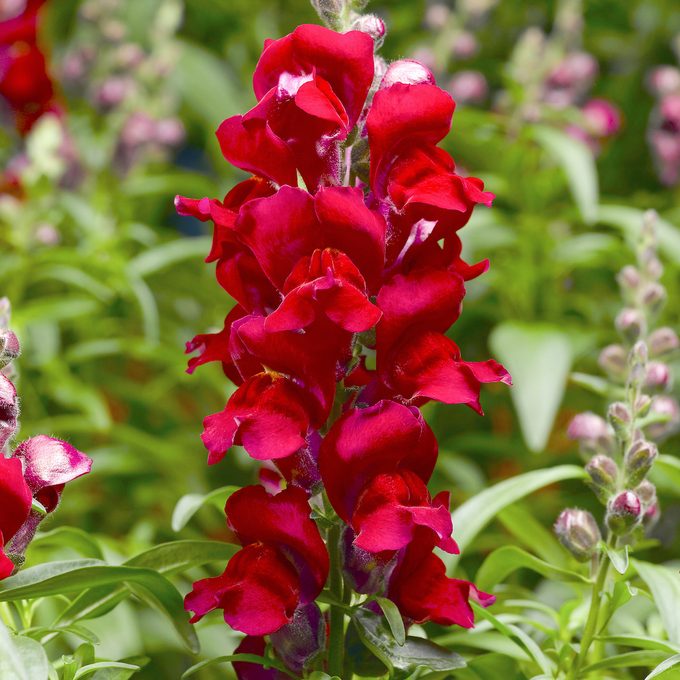 Snapdragon vs Angelonia: How to Tell the Difference