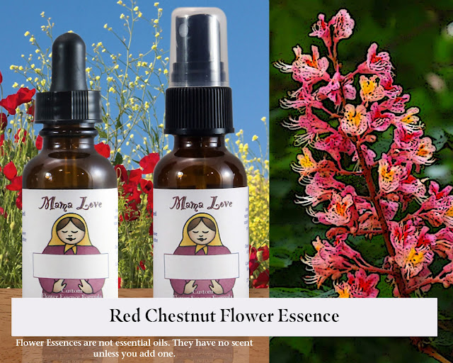 Red Chestnut Flower Essence for When You Are Too Worried about Other People