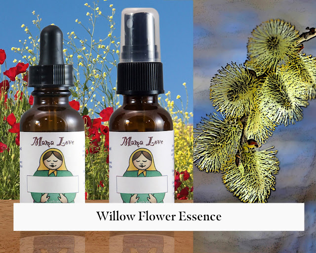 Willow Flower Essence for When You Feel Resentful and Bitter