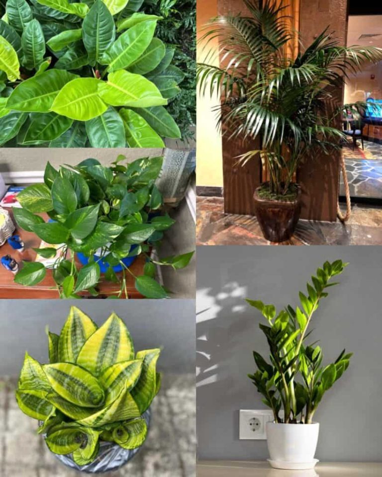 Top Low Light Houseplants Top 12 Low Light Plants For Your Home –