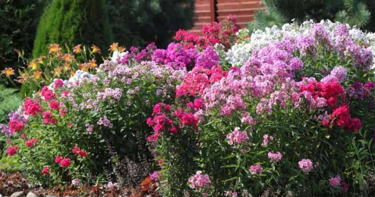 17 Easy-to-Grow Perennials for Beginner Gardeners