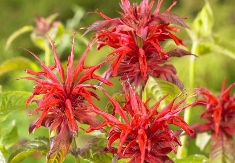 Comprehensive Guide for Growing Bee Balm