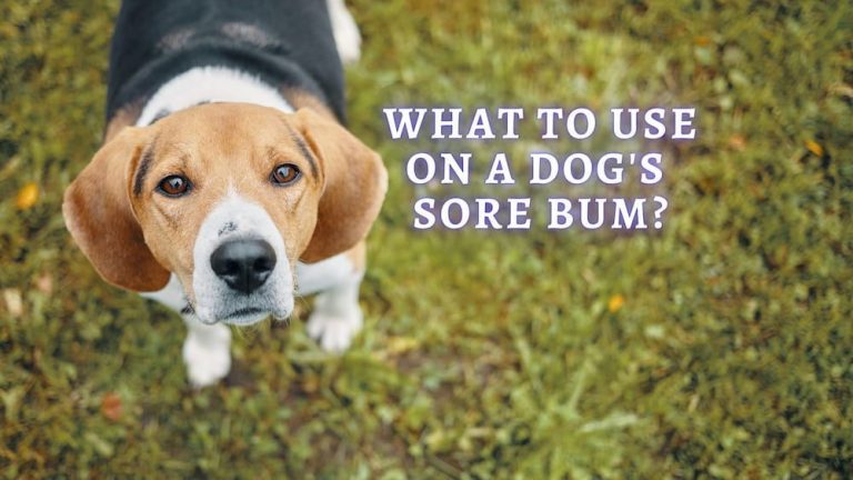 My Dog Has a Sore Bum What Can I Put On It: Dog’s Sore Butt Signs