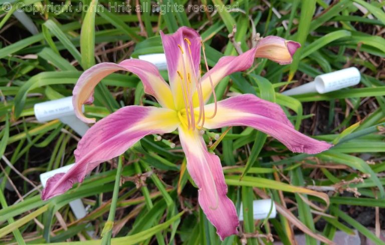 back in the garden | a north east ohio garden