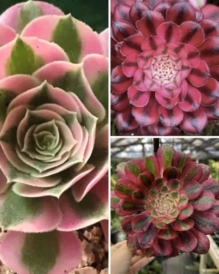 7 Surprising Facts About Aeonium Plants You Never Knew