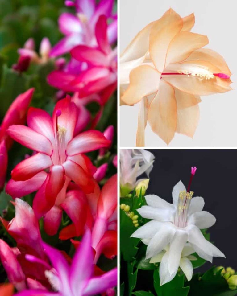 7 Things Every Christmas Cactus Owner Needs To Know