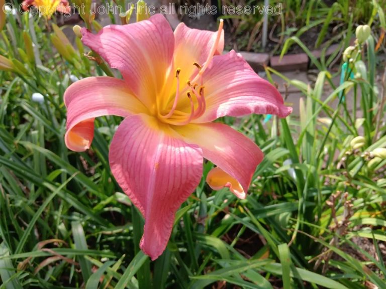 something pink | a north east ohio garden