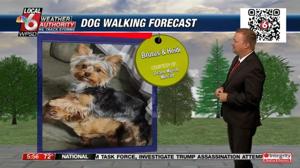 Dog walking forecast 7.25.24