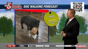 Dog walking forecast 9.6.24