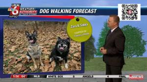 Dog walking forecast 9.17.24