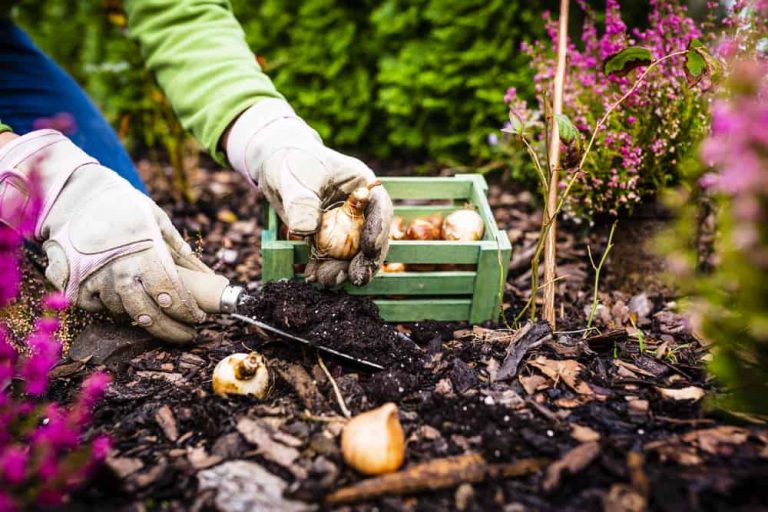 Planting Bulbs in the Fall for Amazing Spring Flowers