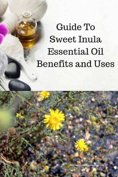 Inula Essential Oil Benefits and Uses In Aromatherapy