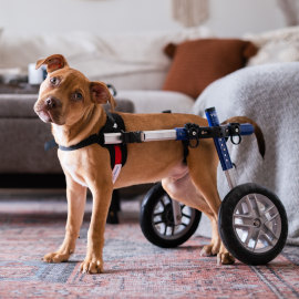 How to Find the Right Routine for a Newly Paralyzed Pet