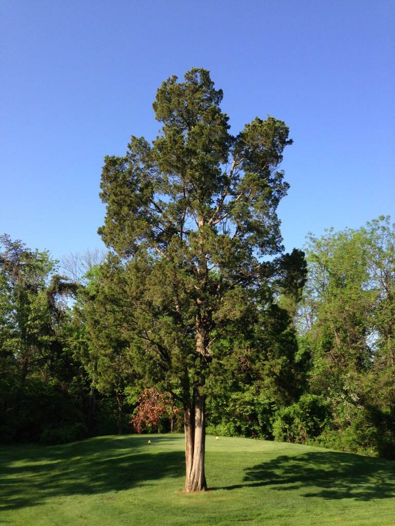 Fragrant Friday: Cedarwood Virginia (Juniperus virginiana) | Aromatic Wisdom Institute | Essential Oil Education | Aromatherapy Certification