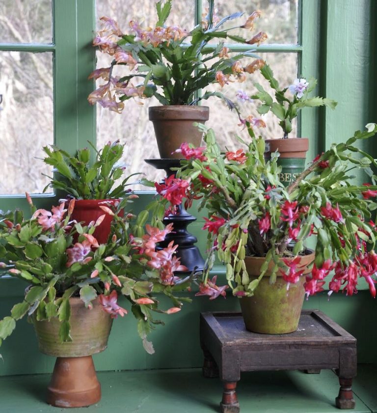 secrets to holiday-cactus success, with matt mattus