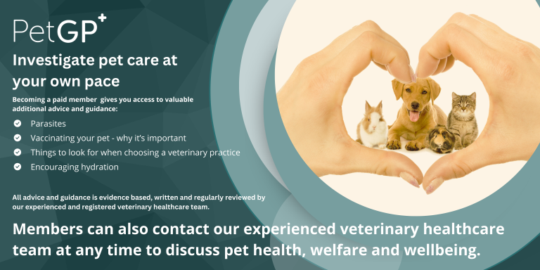 Pet Dental Care – Pet GP