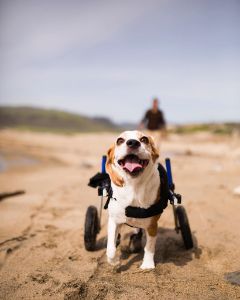 Understanding Beagle Health and Mobility