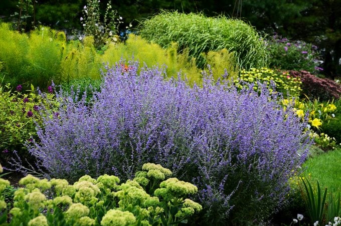 Plant Russian Sage for a Boost of Fall Color