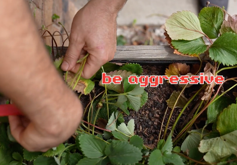 Strawberry Maintenance – The Little Veggie Patch Co