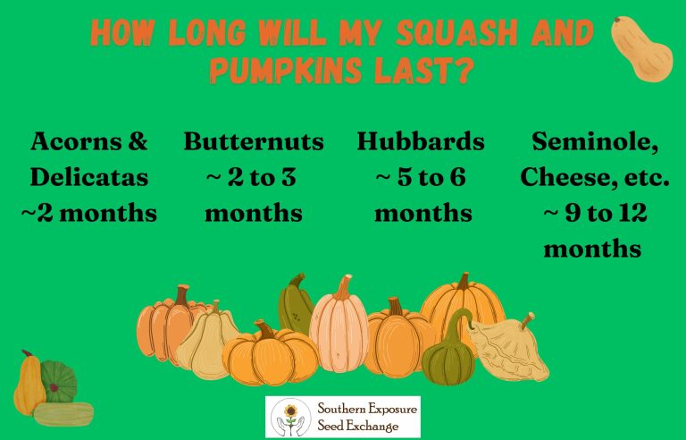 How Long Will My Squash Last?