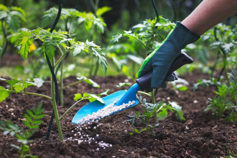 NPK Ratios for Tomatoes (Beginner’s Guide)- The Gardening Dad