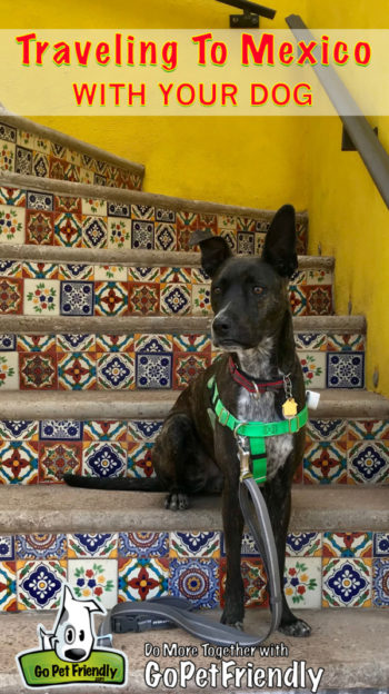 Traveling To Mexico From The U.S. With A Dog