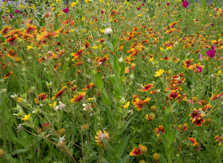 Three Stories of Change: Wildflower Pocket Gardens