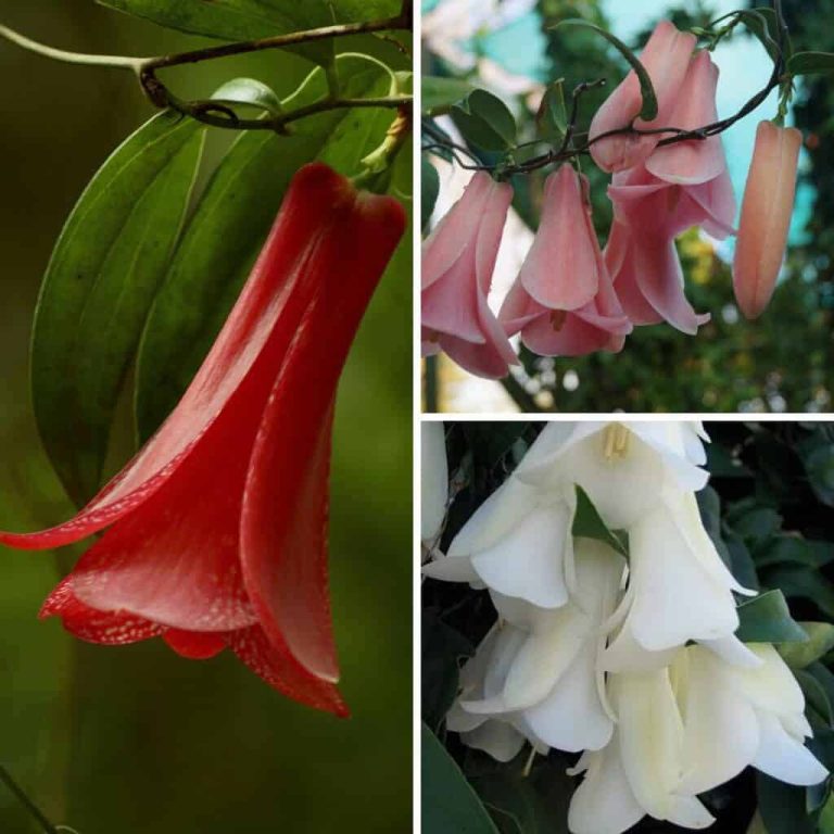 Lapageria Rosea Care: Growing The Chilean Bellflower