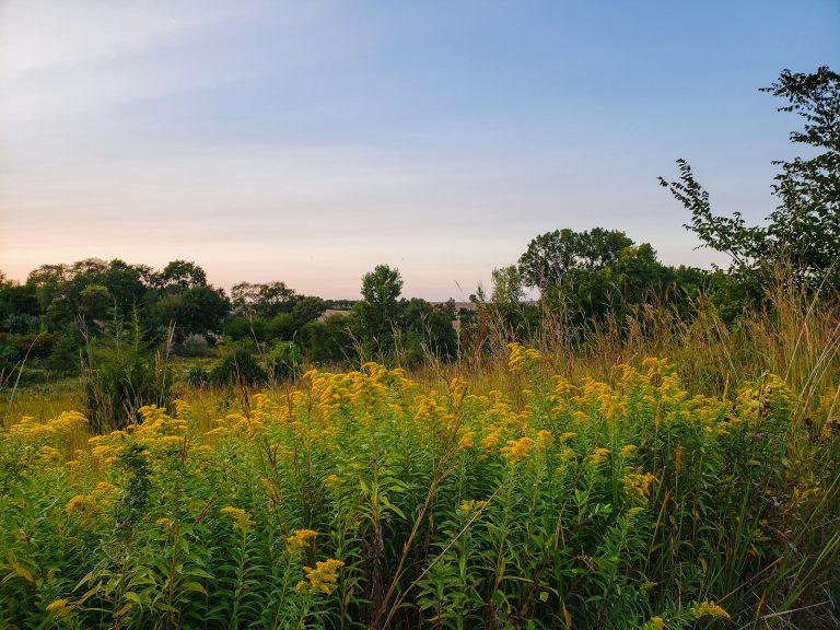 5 Fall Tips for Supporting Bees