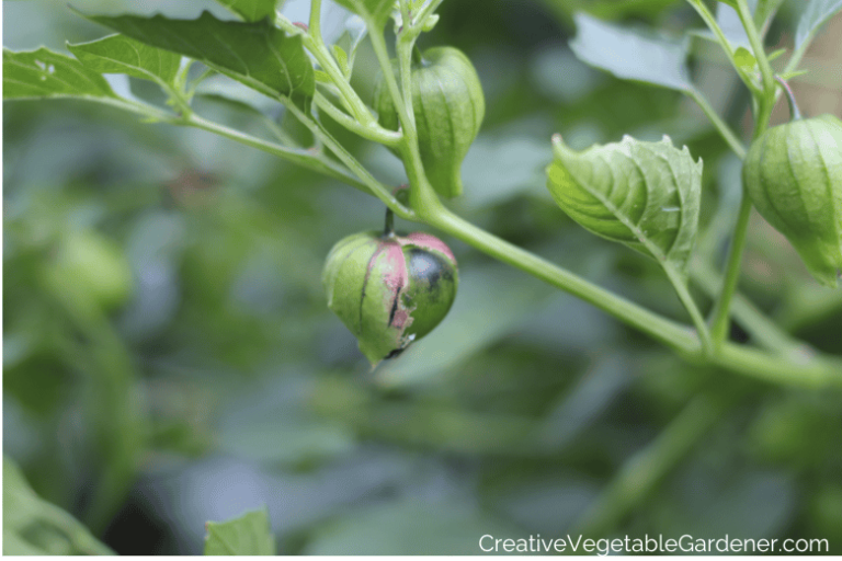 Creative Vegetable Gardener:Are Tomatillos Self-Pollinating? A Gardener’s Guide