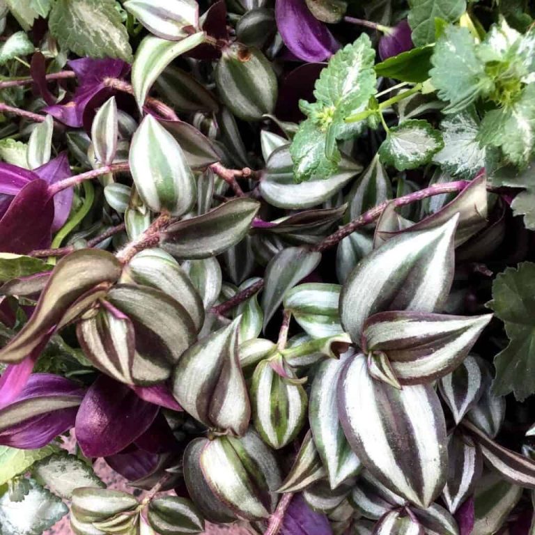 6 Unbelievable Traits That Make Tradescantia Unique