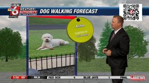 Dog walking forecast 9.24.24