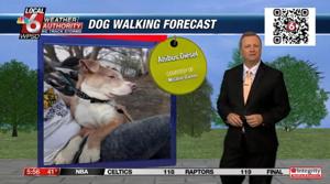 Dog walking forecast 10.16.24