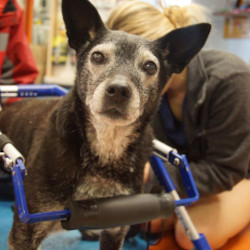 How to Use a Dog Wheelchair for Rehabilitation & Recovery