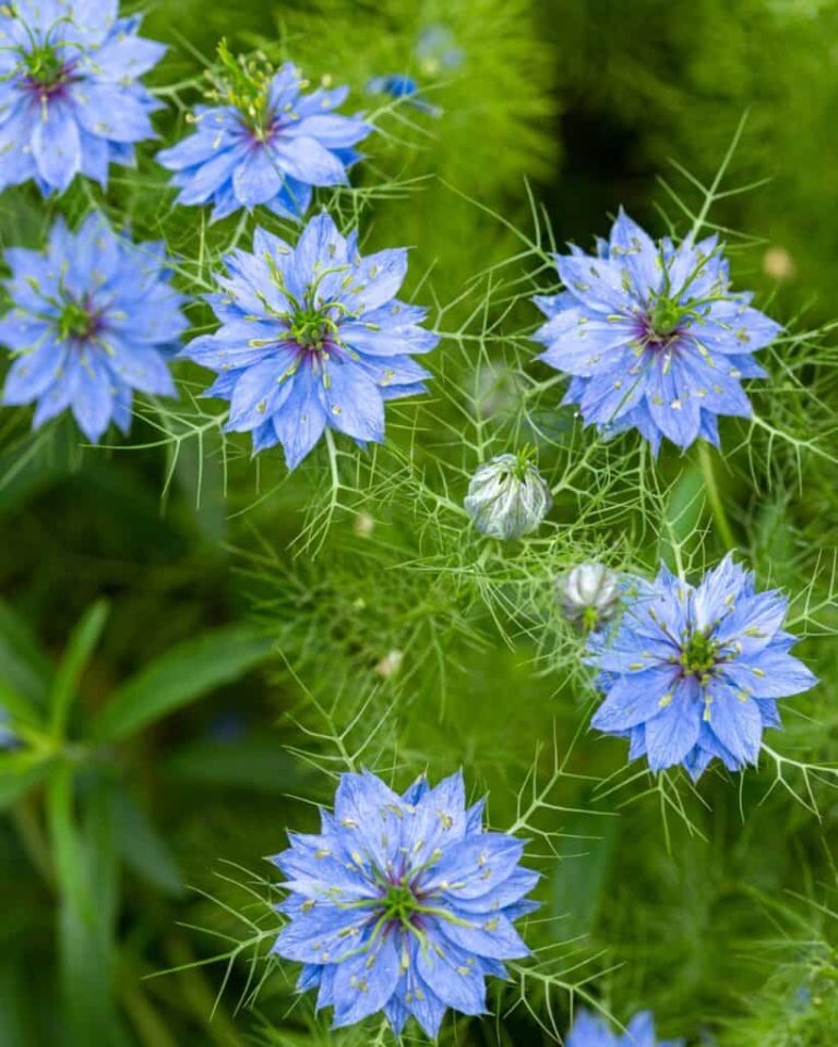 9 Flower Seeds to Plant This September for a Blooming Spring Summer Paradise