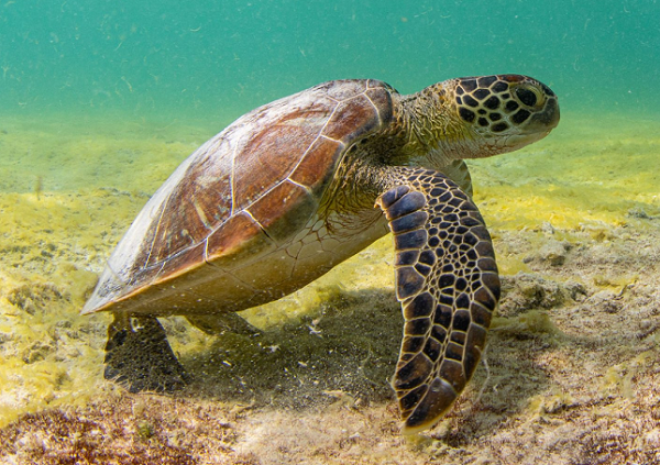 Biggest decline of wildlife in Latin America and the Caribbean – Repeating Islands