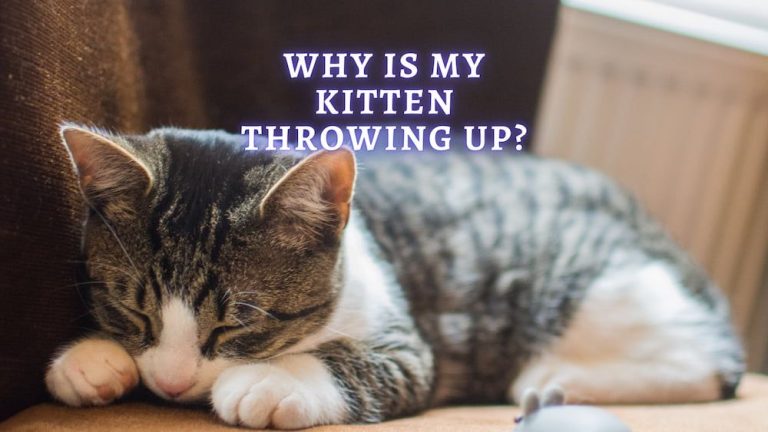 Why do Kittens Throw up and What to Do? (Vet Advice)